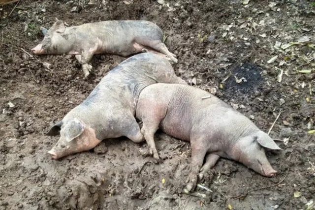 Abatedouro de porcos é interditado no Rio; carne é descartada