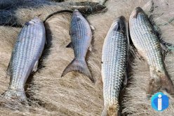 Pesca de tainha na modalidade arrasto de praia está suspensa