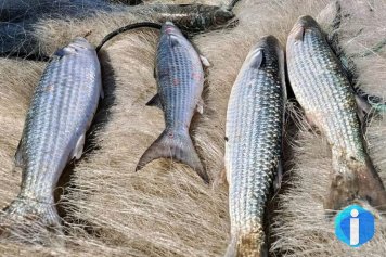 Pesca de tainha na modalidade arrasto de praia está suspensa