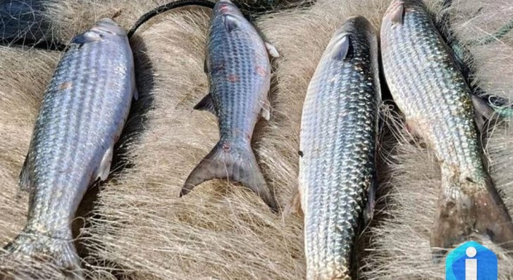 Pesca de tainha na modalidade arrasto de praia está suspensa
