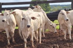Polícia Civil investiga furto de mais de 20 cabeças de gado nelore, em Presidente Venceslau