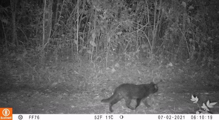 Projeto de monitoramento identifica espécies inéditas no Parque Morro do Diabo, em Teodoro Sampaio